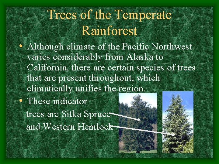 Trees of the Temperate Rainforest • Although climate of the Pacific Northwest varies considerably