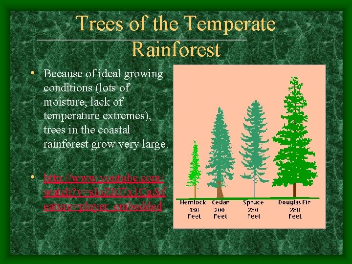 Trees of the Temperate Rainforest • Because of ideal growing conditions (lots of moisture,