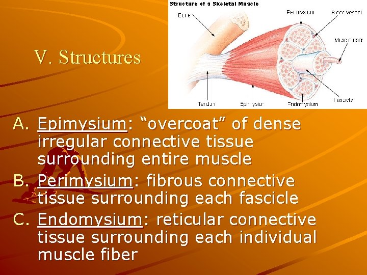 V. Structures A. Epimysium: “overcoat” of dense irregular connective tissue surrounding entire muscle B.