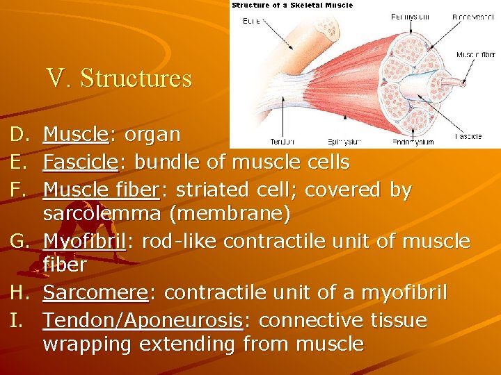 V. Structures D. E. F. G. H. I. Muscle: organ Fascicle: bundle of muscle