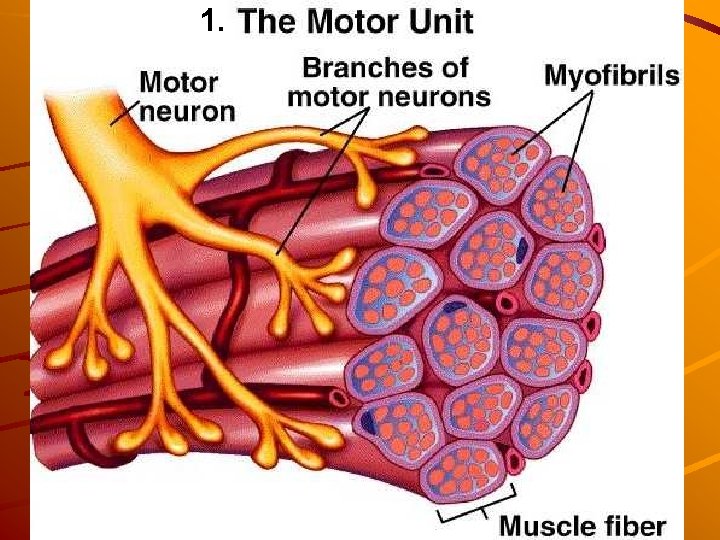 1. http: //academic. wsc. edu/faculty/jatodd 1/351/motor_unit. jpg 