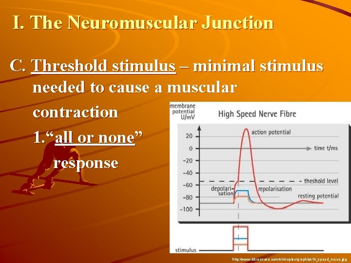 I. The Neuromuscular Junction C. Threshold stimulus – minimal stimulus needed to cause a