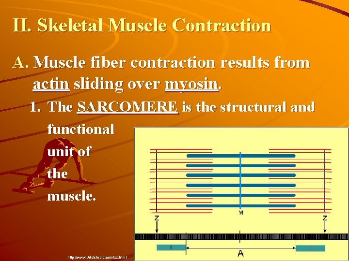 II. Skeletal Muscle Contraction A. Muscle fiber contraction results from actin sliding over myosin.