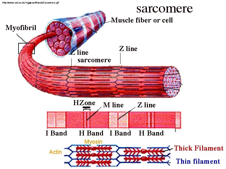 http: //www. ucl. ac. uk/~sjjgsca/Muscle. Sarcomere. gif Myosin Actin 