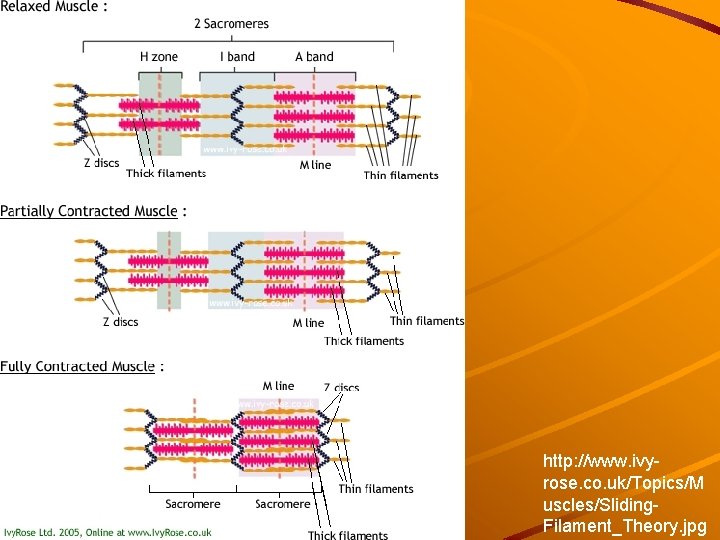 http: //www. ivyrose. co. uk/Topics/M uscles/Sliding. Filament_Theory. jpg 