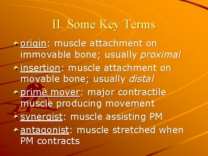 II. Some Key Terms origin: muscle attachment on immovable bone; usually proximal insertion: muscle