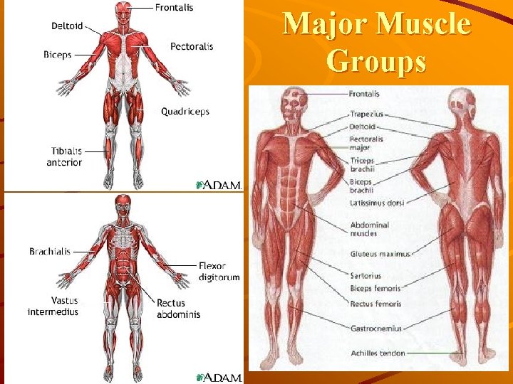 Major Muscle Groups 