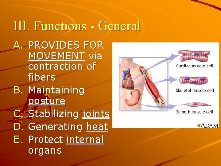 III. Functions - General A. PROVIDES FOR MOVEMENT via contraction of fibers B. Maintaining