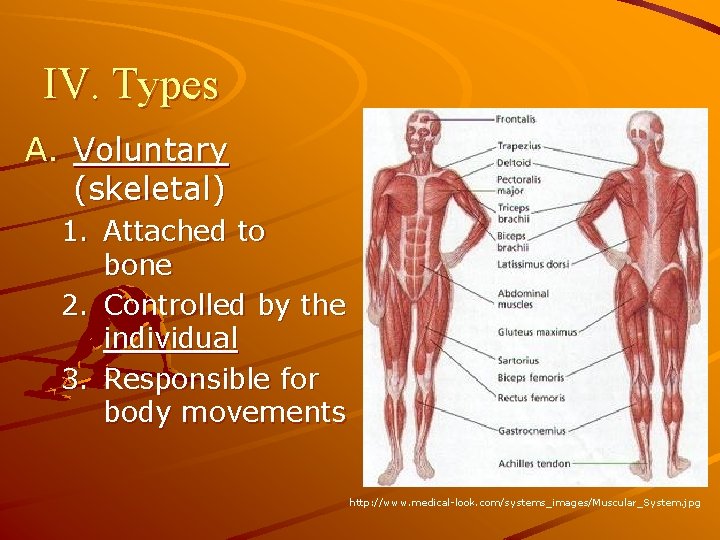 IV. Types A. Voluntary (skeletal) 1. Attached to bone 2. Controlled by the individual