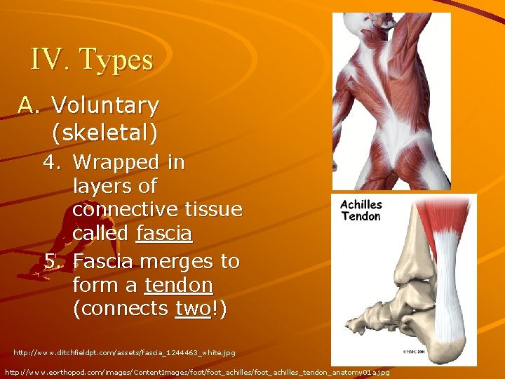 IV. Types A. Voluntary (skeletal) 4. Wrapped in layers of connective tissue called fascia