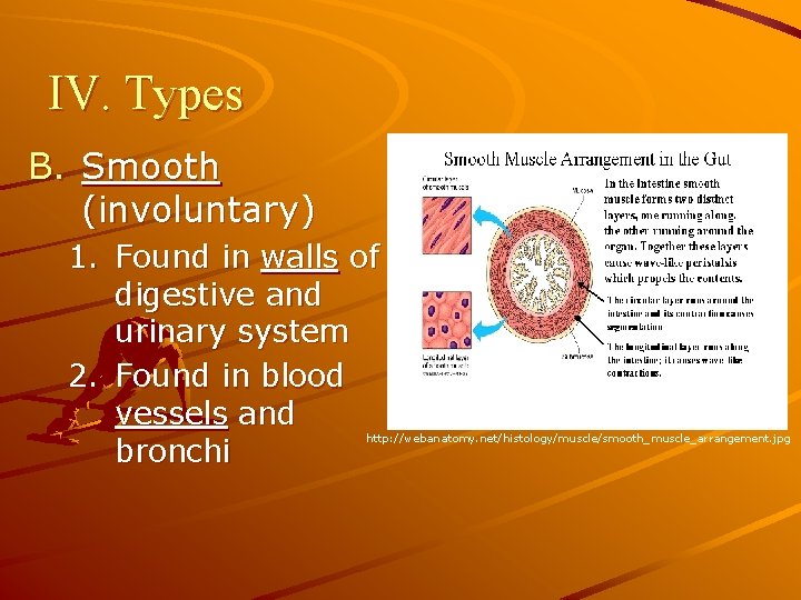 IV. Types B. Smooth (involuntary) 1. Found in walls of digestive and urinary system