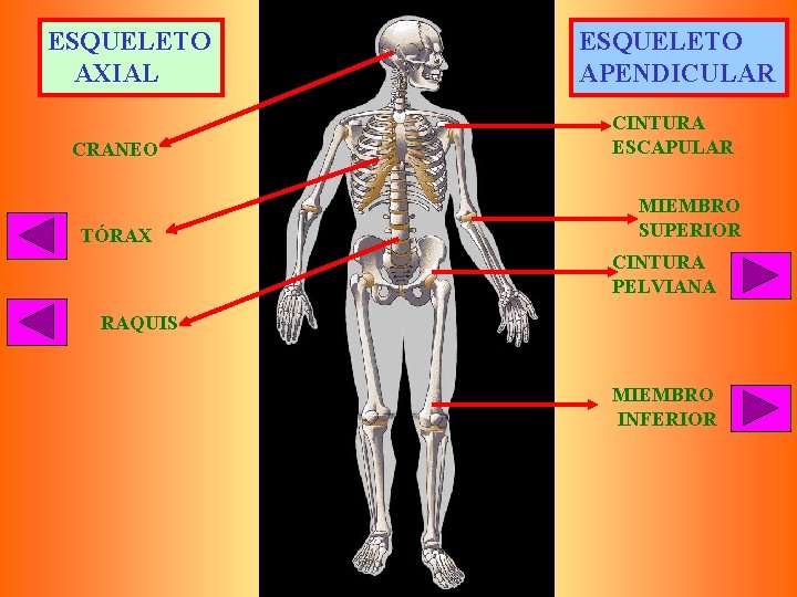 ESQUELETO AXIAL CRANEO TÓRAX ESQUELETO APENDICULAR CINTURA ESCAPULAR MIEMBRO SUPERIOR CINTURA PELVIANA RAQUIS MIEMBRO