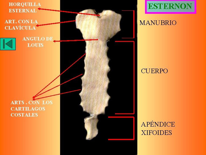 HORQUILLA ESTERNAL ART. CON LA CLAVÍCULA ESTERNON MANUBRIO ANGULO DE LOUIS CUERPO ARTS. CON
