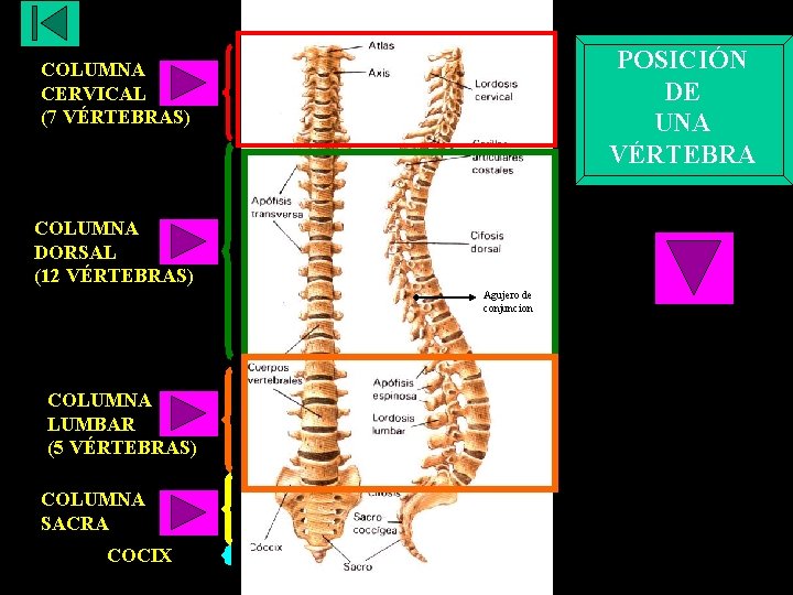 POSICIÓN DE UNA VÉRTEBRA COLUMNA CERVICAL (7 VÉRTEBRAS) COLUMNA DORSAL (12 VÉRTEBRAS) Agujero de