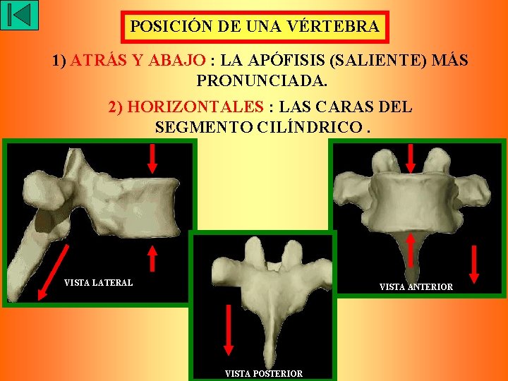 POSICIÓN DE UNA VÉRTEBRA 1) ATRÁS Y ABAJO : LA APÓFISIS (SALIENTE) MÁS PRONUNCIADA.