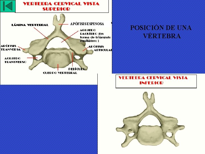 APÓFISIS ESPINOSA POSICIÓN DE UNA VÉRTEBRA 
