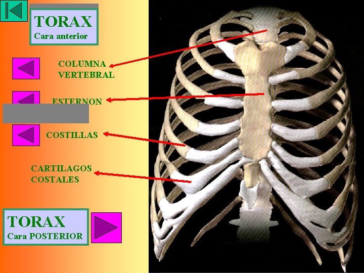 TORAX Cara anterior COLUMNA VERTEBRAL ESTERNON COSTILLAS CARTILAGOS COSTALES TORAX Cara POSTERIOR 