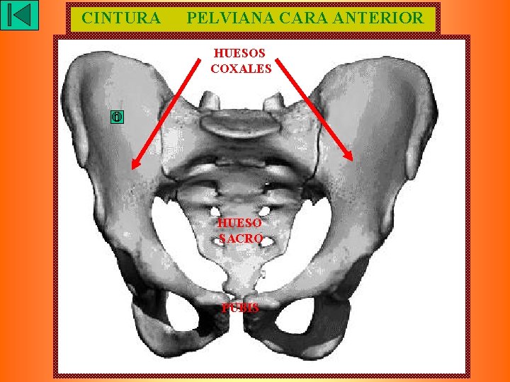 CINTURA PELVIANA CARA ANTERIOR HUESOS COXALES HUESO SACRO PUBIS 