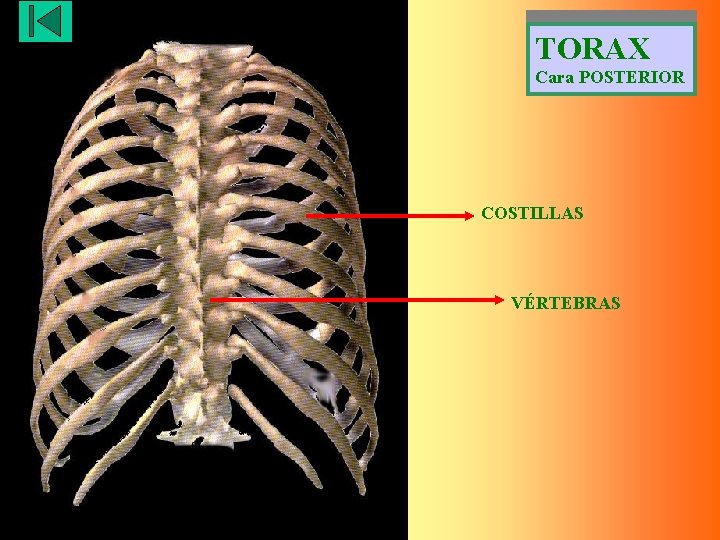 TORAX Cara POSTERIOR COSTILLAS VÉRTEBRAS 