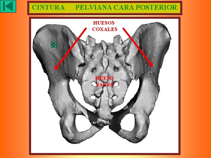 CINTURA PELVIANA CARA POSTERIOR HUESOS COXALES HUESO SACRO 