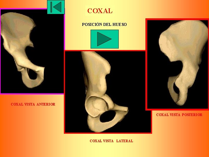 COXAL POSICIÓN DEL HUESO COXAL VISTA ANTERIOR COXAL VISTA POSTERIOR COXAL VISTA LATERAL 