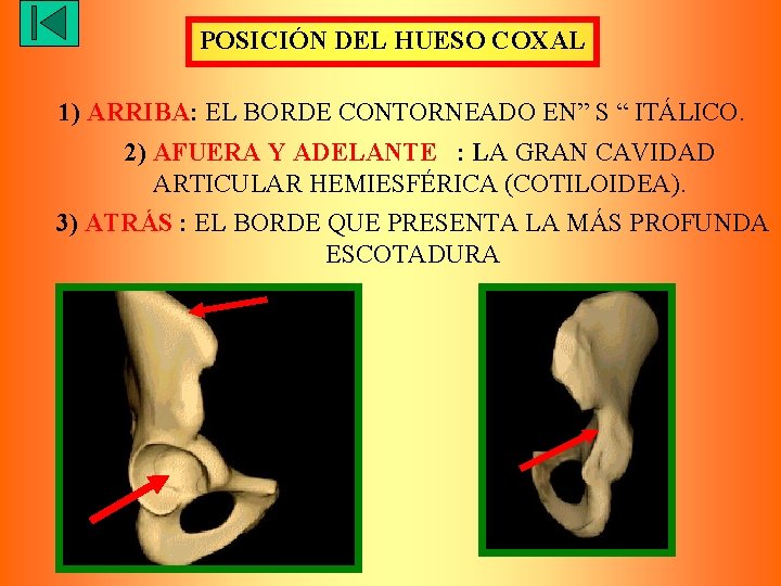 POSICIÓN DEL HUESO COXAL 1) ARRIBA: EL BORDE CONTORNEADO EN” S “ ITÁLICO. 2)