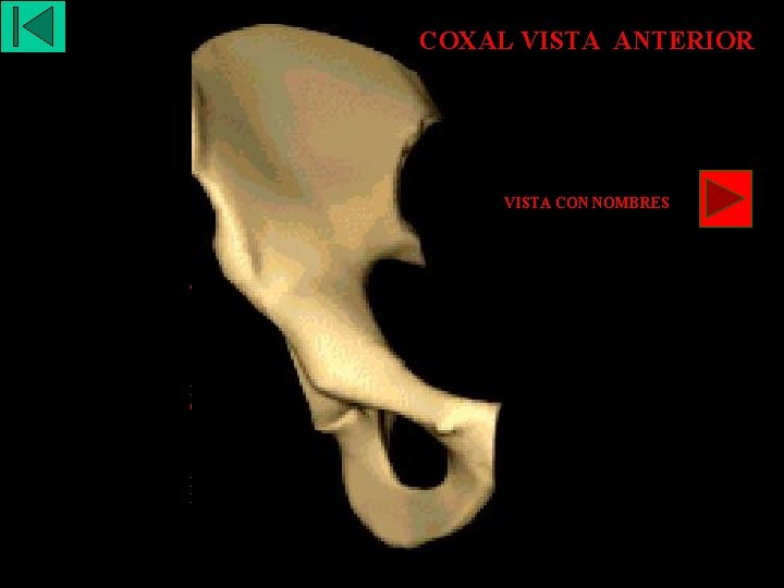 COXALVISTA ANTERIOR COXAL CRESTA ILIACA FOSA ILIACA INTERNA ESPINA ILÍACA ÁNTERO SUP. VISTA CON