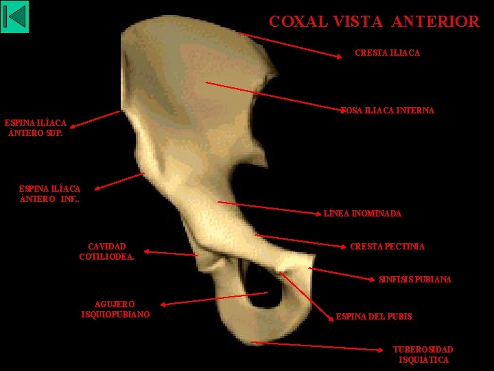 COXAL VISTA ANTERIOR CRESTA ILIACA FOSA ILIACA INTERNA ESPINA ILÍACA ÁNTERO SUP. ESPINA ILÍACA