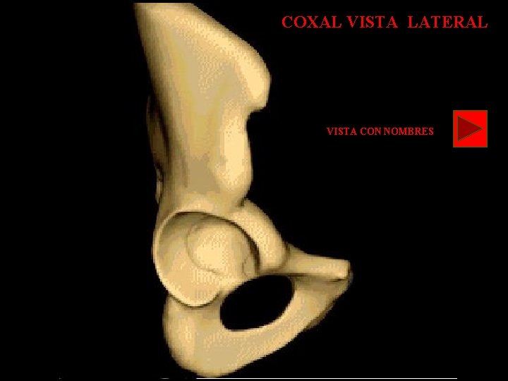 COXAL VISTA LATERAL VISTA CON NOMBRES 