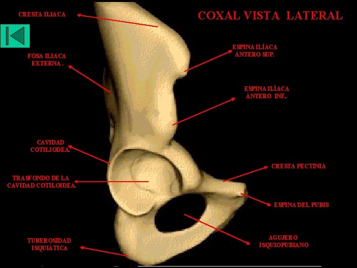 CRESTA ILIACA FOSA ILIACA EXTERNA. COXAL VISTA LATERAL ESPINA ILÍACA ÁNTERO SUP. ESPINA ILÍACA