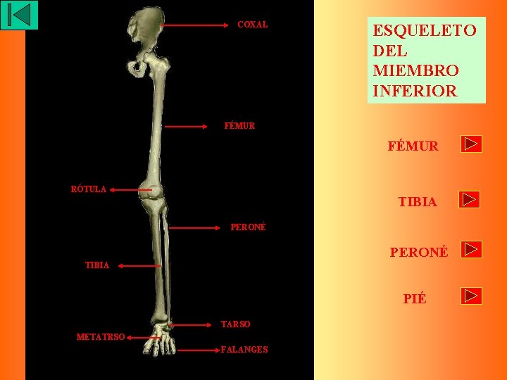 COXAL ESQUELETO DEL MIEMBRO INFERIOR FÉMUR RÓTULA TIBIA PERONÉ TIBIA PIÉ TARSO METATRSO FALANGES