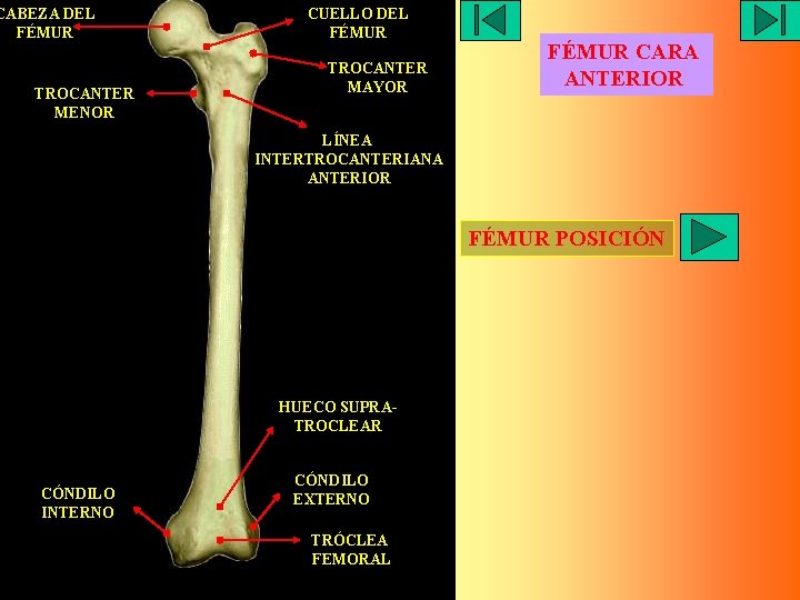 CABEZA DEL FÉMUR TROCANTER MENOR CUELLO DEL FÉMUR TROCANTER MAYOR FÉMUR CARA ANTERIOR LÍNEA