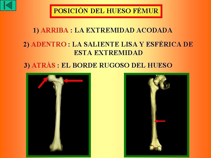 POSICIÓN DEL HUESO FÉMUR 1) ARRIBA : LA EXTREMIDAD ACODADA 2) ADENTRO : LA