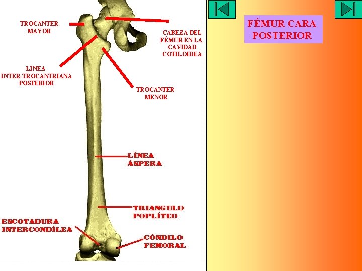 TROCANTER MAYOR LÍNEA INTER-TROCANTRIANA POSTERIOR CABEZA DEL FÉMUR EN LA CAVIDAD COTILOIDEA TROCANTER MENOR