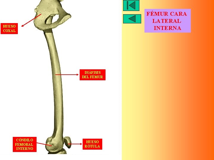 FÉMUR CARA LATERAL INTERNA HUESO COXAL DIÁFISIS DEL FÉMUR CÓNDILO FEMORAL INTERNO HUESO RÓTULA