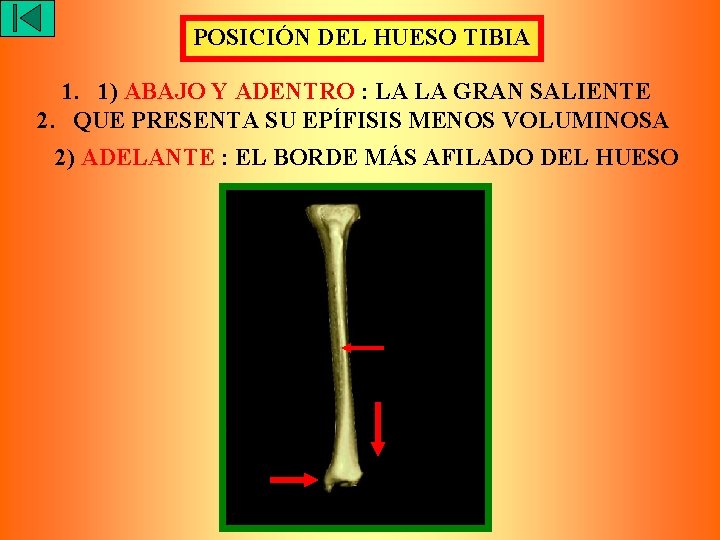 POSICIÓN DEL HUESO TIBIA 1. 1) ABAJO Y ADENTRO : LA LA GRAN SALIENTE