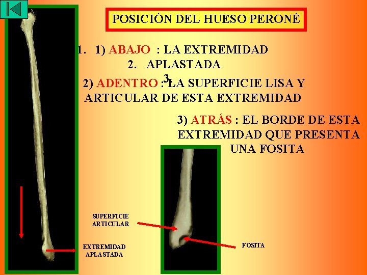 POSICIÓN DEL HUESO PERONÉ 1. 1) ABAJO : LA EXTREMIDAD 2. APLASTADA 2) ADENTRO