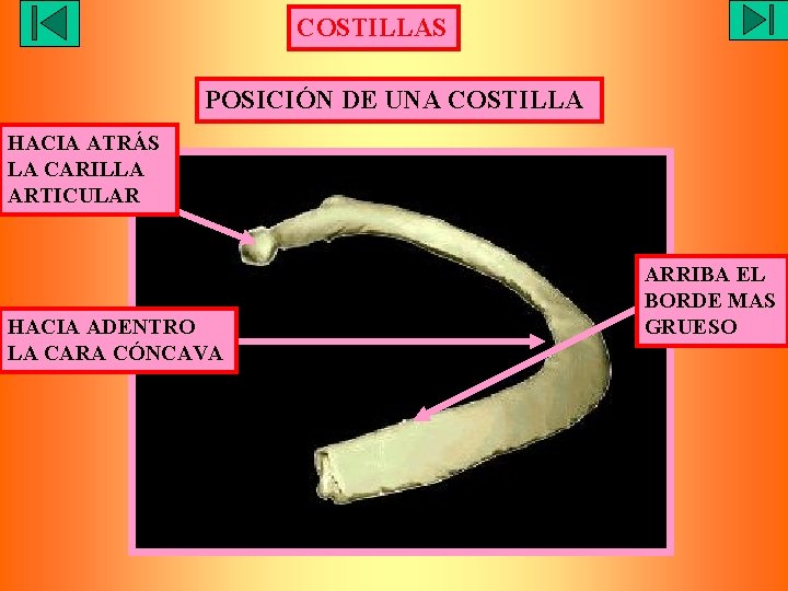 COSTILLAS POSICIÓN DE UNA COSTILLA HACIA ATRÁS LA CARILLA ARTICULAR HACIA ADENTRO LA CARA