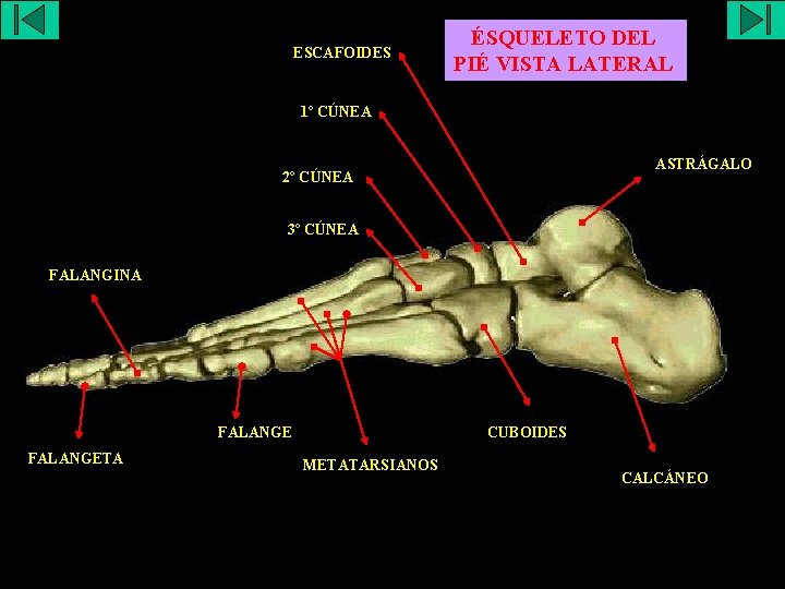 ESCAFOIDES ÉSQUELETO DEL PIÉ VISTA LATERAL 1º CÚNEA ASTRÁGALO 2º CÚNEA 3º CÚNEA FALANGINA