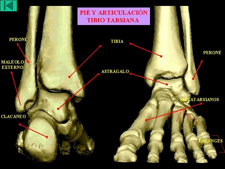 esqueleto-axial-craneo-trax-esqueleto-apendicular-cintura-escapular
