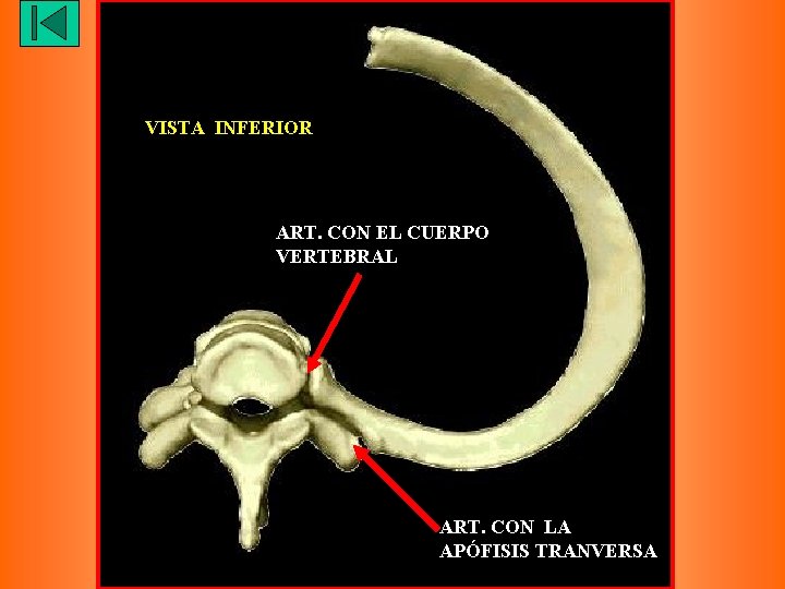 VISTA INFERIOR ART. CON EL CUERPO VERTEBRAL ART. CON LA APÓFISIS TRANVERSA 