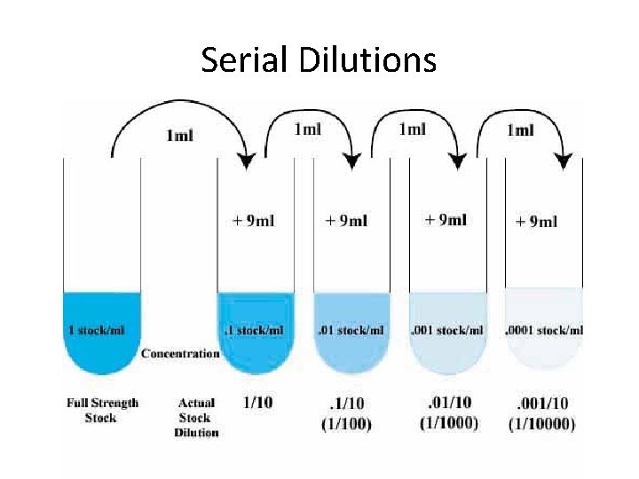 Serial Dilutions 