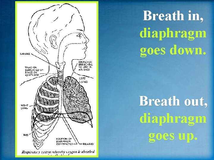 Breath in, diaphragm goes down. Breath out, diaphragm goes up. 