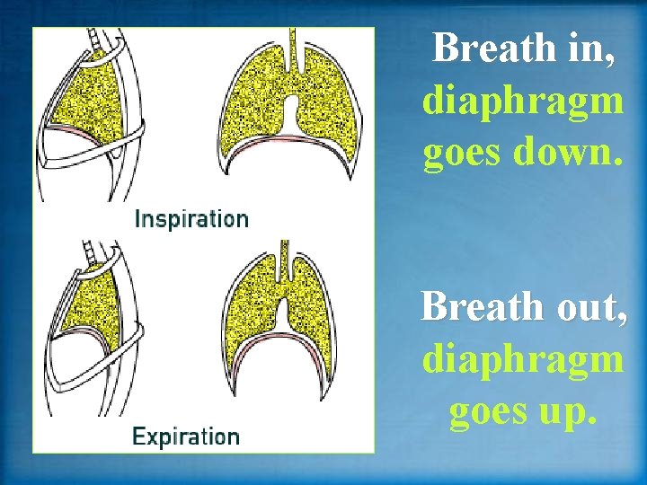 Breath in, diaphragm goes down. Breath out, diaphragm goes up. 