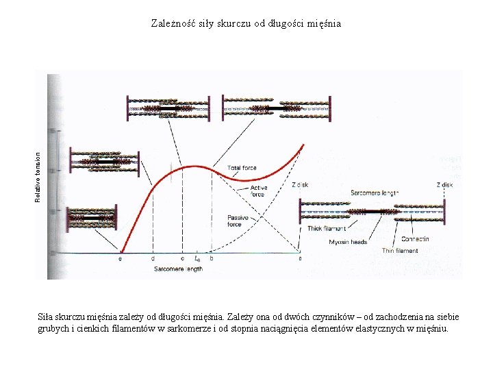 Relative tension Zależność siły skurczu od długości mięśnia Siła skurczu mięśnia zależy od długości