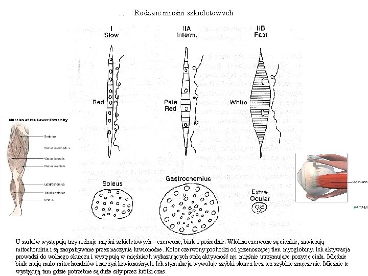 Rodzaje mięśni szkieletowych U ssaków występują trzy rodzaje mięśni szkieletowych – czerwone, białe i