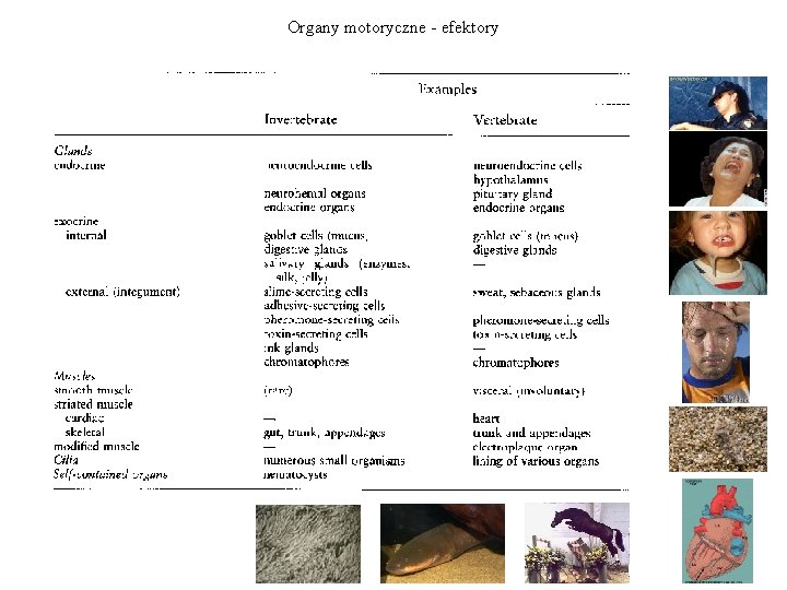 Organy motoryczne - efektory 