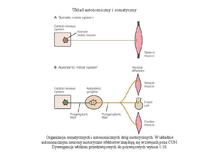 Układ autonomiczny i somatyczny Organizacja somatycznych i autonomicznych dróg motorycznych. W układzie autonomicznym neurony