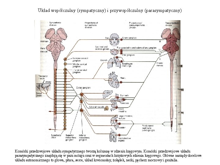 Układ współczulny (sympatyczny) i przywspółczulny (parasympatyczny) Komórki przedzwojowe układu sympatycznego tworzą kolumnę w rdzeniu