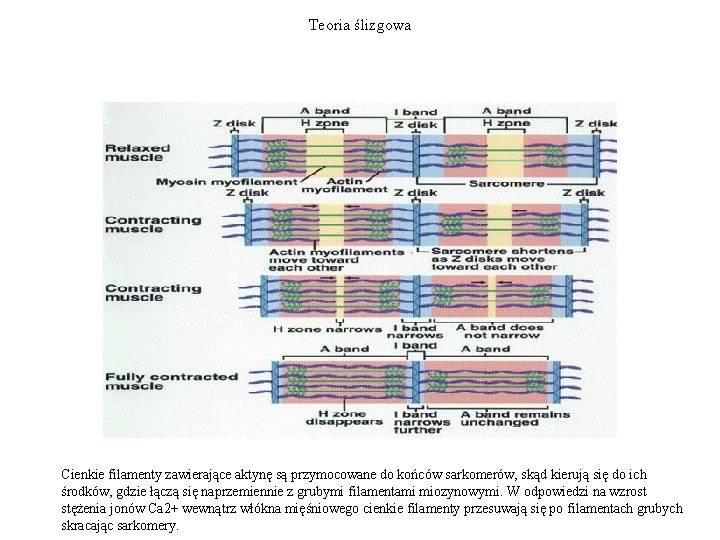 Teoria ślizgowa Cienkie filamenty zawierające aktynę są przymocowane do końców sarkomerów, skąd kierują się